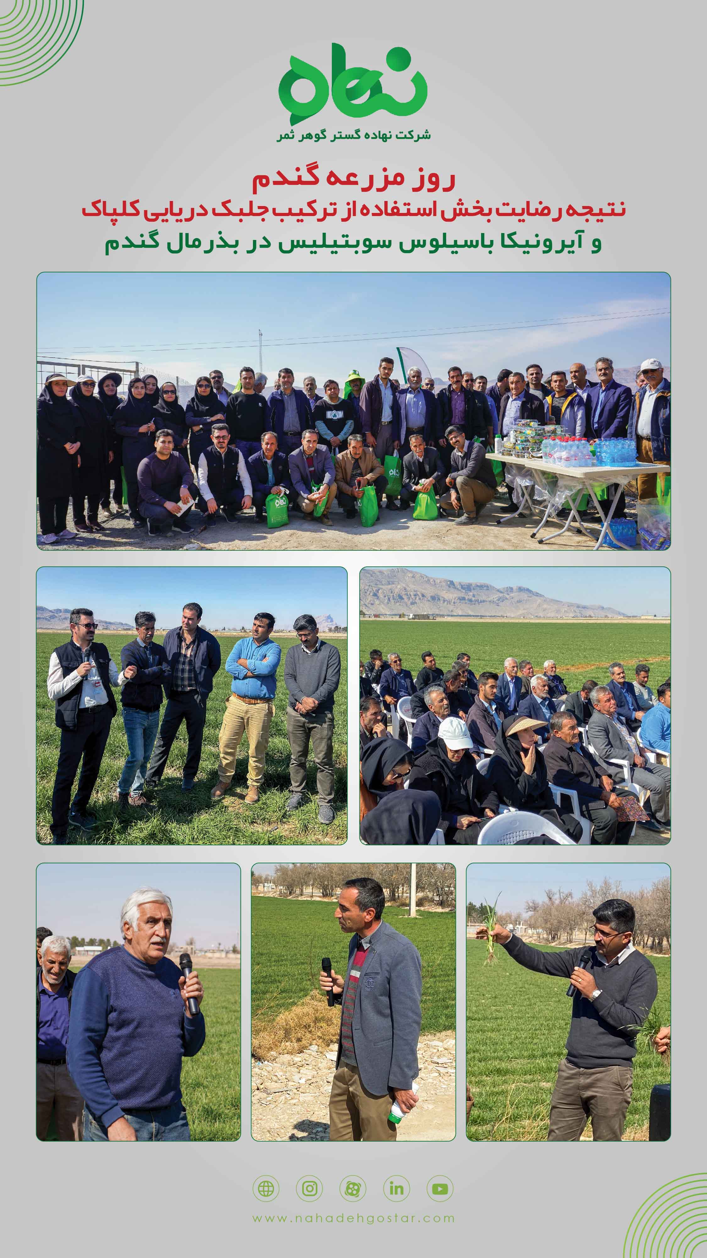  روز مزرعه گندم فارس، مرودشت، بهمن ماه 1402